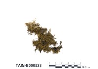 藏品(多疣麻羽苔)的圖片